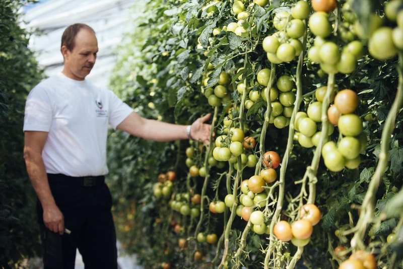 man growing tomato plants