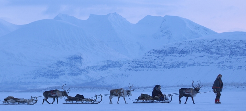 Sami reindeer herds