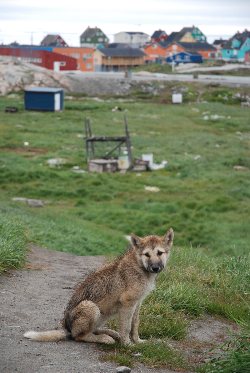 Rejse med hund eller kat til Grønland Nordisk Samarbejde