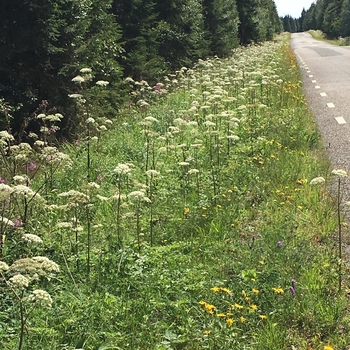 Grøftekant biodiversitet