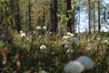 Foto af naturområde med træer