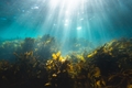 Seaweed and the surface of the ocean with the sun shining down