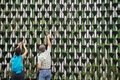 people planting on a wall